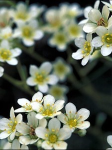 Skalnica gronkowa  -  Saxifraga paniculata