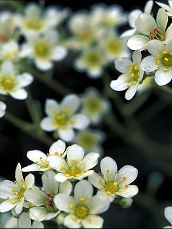Skalnica gronkowa  -  Saxifraga paniculata