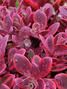 Rozchodnik Sunsparkler 'Wildfire'  -  Sedum Sunsparkler 'Wildfire'