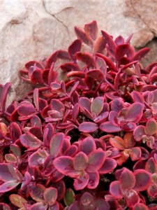 Rozchodnik Sunsparkler 'Wildfire'  -  Sedum Sunsparkler 'Wildfire'