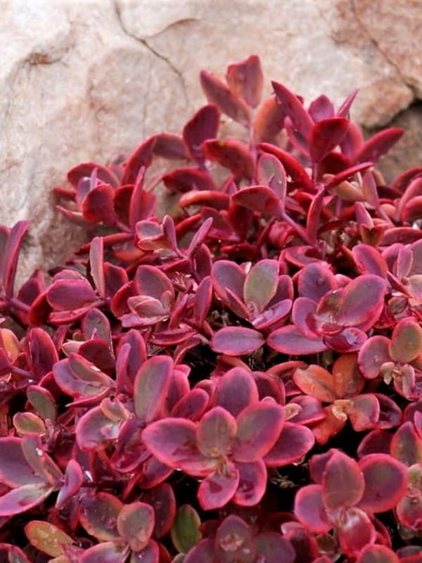 Rozchodnik Sunsparkler 'Wildfire'  -  Sedum Sunsparkler 'Wildfire'