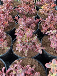 Rozchodnik Sunsparkler 'Wildfire'  -  Sedum Sunsparkler 'Wildfire'