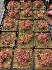 Rozchodnik Sunsparkler 'Wildfire'  -  Sedum Sunsparkler 'Wildfire'