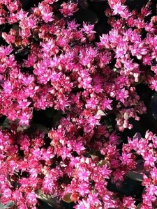 Rozchodnik  Sunsparkler 'Dazzleberry'  -  Sedum  Sunsparkler 'Dazzleberry ' 