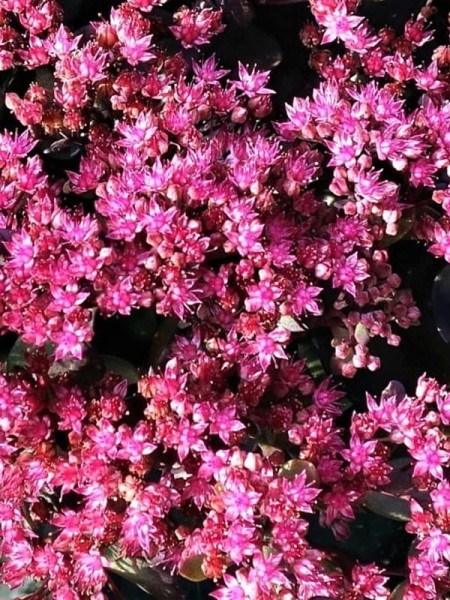 Rozchodnik  Sunsparkler 'Dazzleberry'  -  Sedum  Sunsparkler 'Dazzleberry '