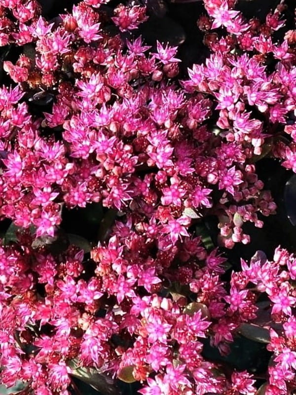 Rozchodnik  Sunsparkler 'Dazzleberry'  -  Sedum  Sunsparkler 'Dazzleberry ' 