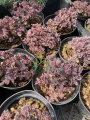 Rozchodnik  Sunsparkler 'Dazzleberry'  -  Sedum  Sunsparkler 'Dazzleberry '