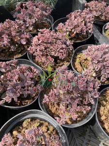 Rozchodnik  Sunsparkler 'Dazzleberry'  -  Sedum  Sunsparkler 'Dazzleberry '