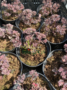 Rozchodnik  Sunsparkler 'Dazzleberry'  -  Sedum  Sunsparkler 'Dazzleberry '