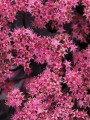 Rozchodnik Sunsparkler 'Plum Dazzled'  -  Sedum Sunsparkler 'Plum Dazzled'