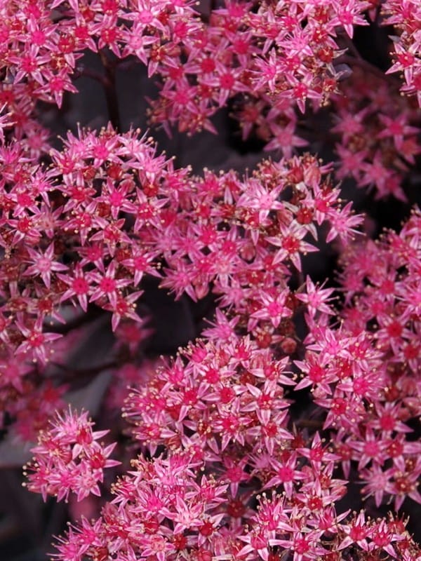 Rozchodnik Sunsparkler 'Plum Dazzled'  -  Sedum Sunsparkler 'Plum Dazzled' 