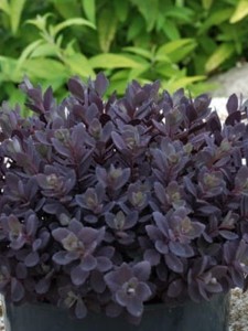 Rozchodnik Sunsparkler 'Plum Dazzled'  -  Sedum Sunsparkler 'Plum Dazzled'