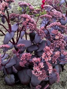 Rozchodnik wielki 'Purple Emperor' 1821.jpg