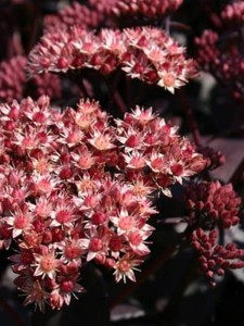 Rozchodnik wielki 'Purple Emperor' 1822.jpg