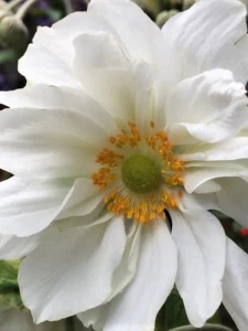 Zawilec mieszańcowy 'Whirlwind' - Anemone hybrida 'Whirlwind' (id: 607)