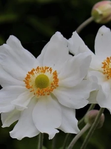 Zawilec mieszańcowy 'Whirlwind' - Anemone hybrida 'Whirlwind' (id: 607)