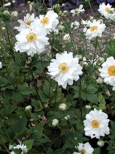 Zawilec mieszańcowy 'Whirlwind' - Anemone hybrida 'Whirlwind' (id: 607)