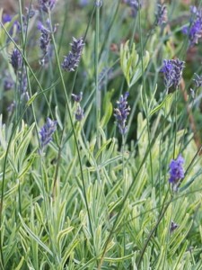 Lawenda wąskolistna 'Platinum Blonde'  -  Lavandula angustifolia  'Platinum Blonde'