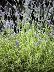 Lawenda wąskolistna 'Platinum Blonde'  -  Lavandula angustifolia  'Platinum Blonde'