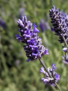 Lawenda wąskolistna 'Platinum Blonde'  -  Lavandula angustifolia  'Platinum Blonde'