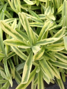 Lawenda wąskolistna 'Platinum Blonde'  -  Lavandula angustifolia  'Platinum Blonde'
