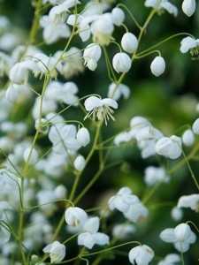 Rutewka 'Splendide White'   -  Thalictrum 'Splendide White'
