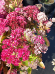 Rozchodnik wielki 'Birthday Party'  -    Sedum telephium  'Birthday Party'