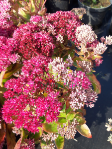 Rozchodnik wielki 'Birthday Party'  -    Sedum telephium  'Birthday Party'