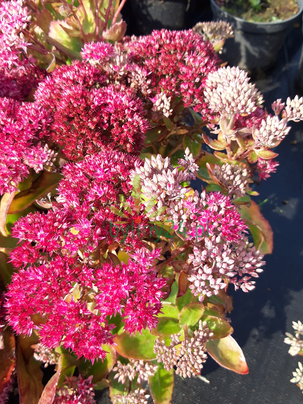 Rozchodnik wielki 'Birthday Party'  -    Sedum telephium  'Birthday Party'