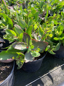 Rozchodnik wielki 'Birthday Party'  -    Sedum telephium  'Birthday Party'