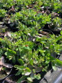 Rozchodnik wielki 'Birthday Party'  -    Sedum telephium  'Birthday Party'