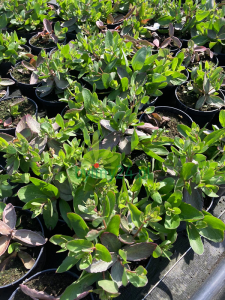 Rozchodnik wielki 'Birthday Party'  -    Sedum telephium  'Birthday Party'