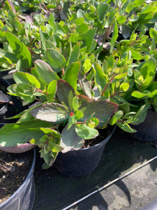 Rozchodnik wielki 'Birthday Party'  -    Sedum telephium  'Birthday Party'