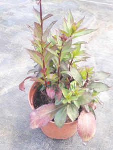 Lobelia okazała 'Fanship Deep Rose'  -  Lobelia speciosa  'Fanship Deep Rose'