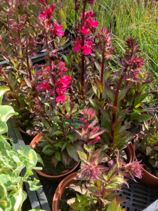 Lobelia okazała 'Fanship Deep Rose'  -  Lobelia speciosa  'Fanship Deep Rose'