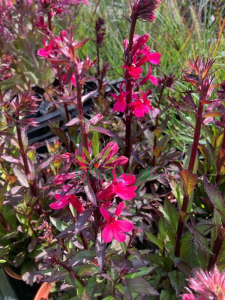 Lobelia okazała 'Fanship Deep Rose'  -  Lobelia speciosa  'Fanship Deep Rose'
