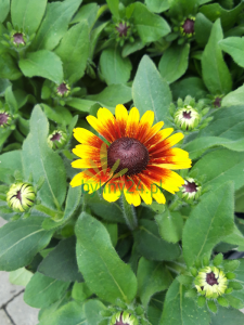 Rudbekia 'Summerdaisy´s Red Bicolor'  -Rudbeckia x hybrida 'Summerdaisy´s Red Bicolor '