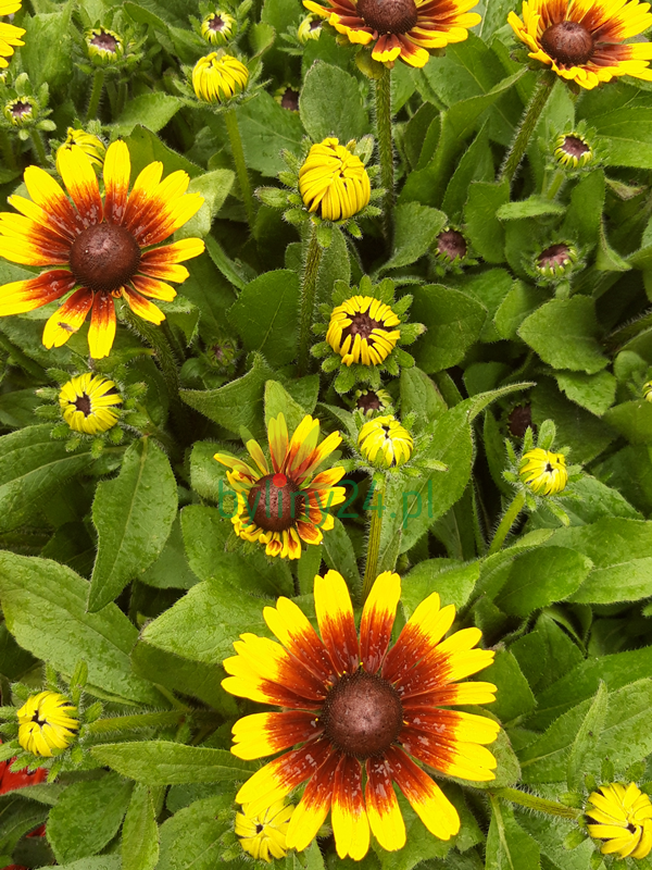 Rudbekia 'Summerdaisy´s Red Bicolor'  -Rudbeckia x hybrida 'Summerdaisy´s Red Bicolor '