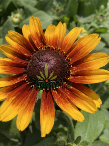 Rudbekia 'Summerdaisy´s Red Bicolor'  -Rudbeckia x hybrida 'Summerdaisy´s Red Bicolor '