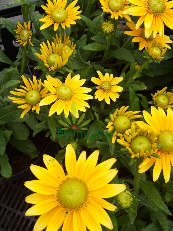 Rudbekia 'Summerdaisy´s  Green Sun' - Rudbeckia x hybrida 'Summerdaisy´s  Green Sun'