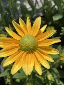 IMG_1102.png