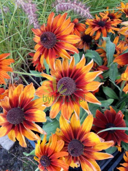 20190912_180932.png