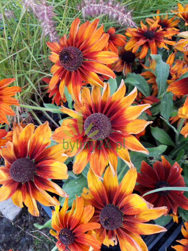 Rudbekia 'Summerdaisy´s Cherry'  - Rudbeckia x hybrida 'Summerdaisy´s  Cherry'