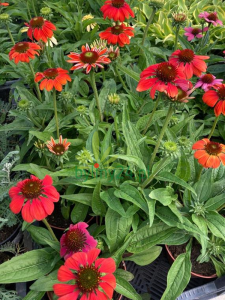 WhatsApp Image 2021-08-26 at 12.12.34 (2) (Copy).png