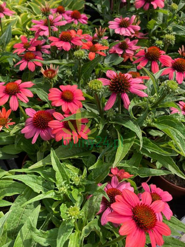 Jeżówka purpurowa 'Papallo Classic Dragon Fruit' - Echinacea purpurea 'Papallo  Classic Dragon Fruit'