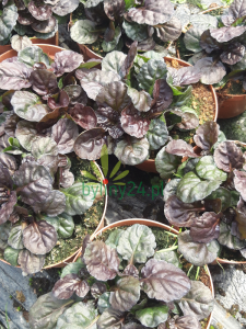 Dąbrówka rozłogowa 'Black Scallop'  - Ajuga reptans 'Black Scallop'