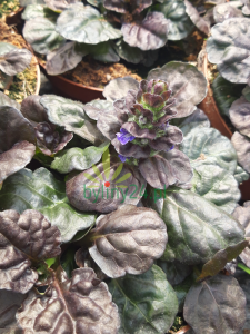 Dąbrówka rozłogowa 'Black Scallop'  - Ajuga reptans 'Black Scallop'
