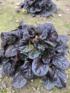 Dąbrówka rozłogowa 'Black Scallop'  - Ajuga reptans 'Black Scallop'