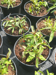 Floks wiechowaty 'Sherbet Blend' -  Phlox paniculata 'Sherbet Blend'