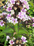 Floks wiechowaty 'Sherbet Blend' -  Phlox paniculata 'Sherbet Blend'